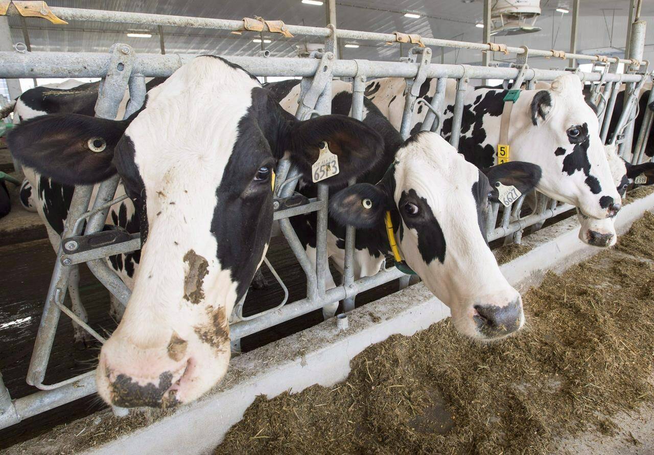 Canadian supermarkets will soon see their supply of British cheese crumble, as both countries seek fair trade terms following Britain’s exit from the European Union. Dairy cows are seen at a farm Friday, Aug. 31, 2018 in Sainte-Marie-Madelaine, Que. THE CANADIAN PRESS/Ryan Remiorz