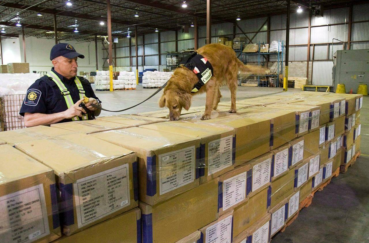 Detector dogs who work at Canada’s border agency could play a bigger role in sniffing out deadly fentanyl and illicit firearms, suggests an internal evaluation that found room to boost enforcement measures. A border services officer watches his dog sniff through shipping boxes at a Canada Border Services Agency warehouse, Tuesday, April 21, 2009 in Montreal. THE CANADIAN PRESS/Paul Chiasson