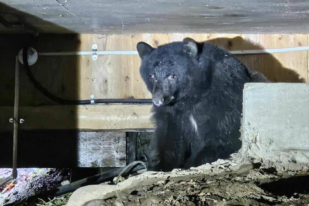 Crystal Weaver and her husband were surprised to find a bear bedding down under the deck of the Weaver family home. (Courtesy of Crystal Weaver)