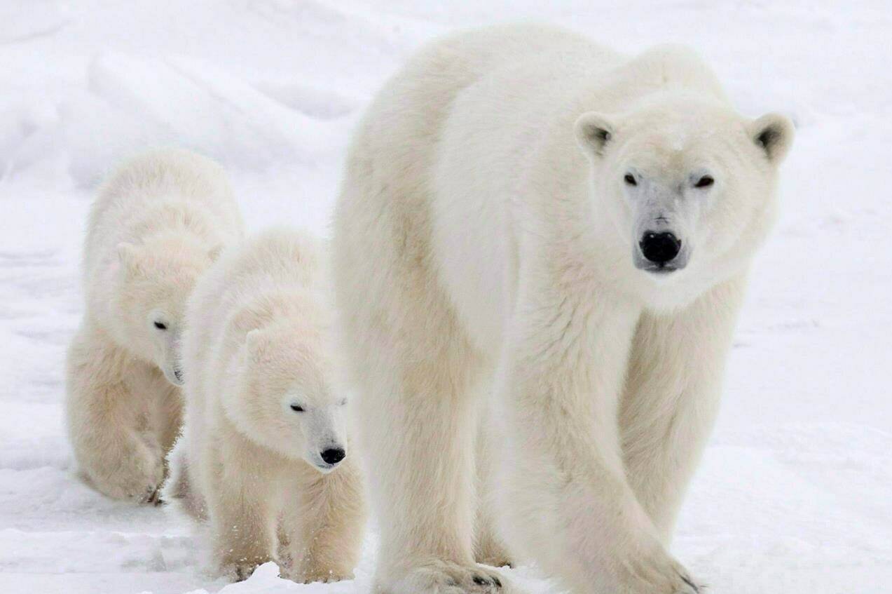 A polar bear mother and her two cubs walk along the shore of Hudson Bay near Churchill, Man. in this Wednesday, Nov. 7, 2007 photo Scientists fear Canadian polar bears may be threatened by the spread of avian flu after officials confirmed the disease killed a bear in Alaska. THE CANADIAN PRESS/Jonathan Hayward