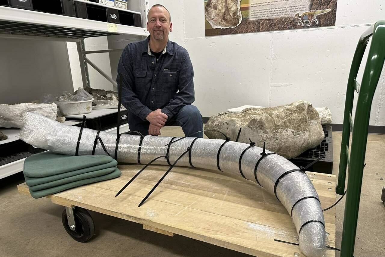 North Dakota Geologic Survey Paleontologist Jeff Person sits behind a 7-foot mammoth tusk on Tuesday, Dec. 19, 2023, at the Geologic Survey office in Bismarck, N.D. Coal miners unearthed the tusk in May 2023 at the Freedom Mine near Beulah, North Dakota. Paleontologists subsequently discovered other mammoth bones at the site. The tusk and other bones are wrapped in plastic for their protection as the paleontologists work to preserve them. (AP Photo/Jack Dura)