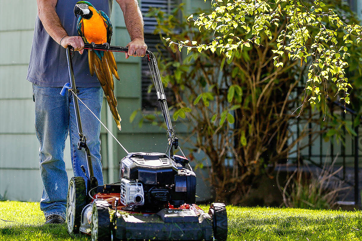 Freshly mown lawn is a favourite smell for many. (Black Press file photo)