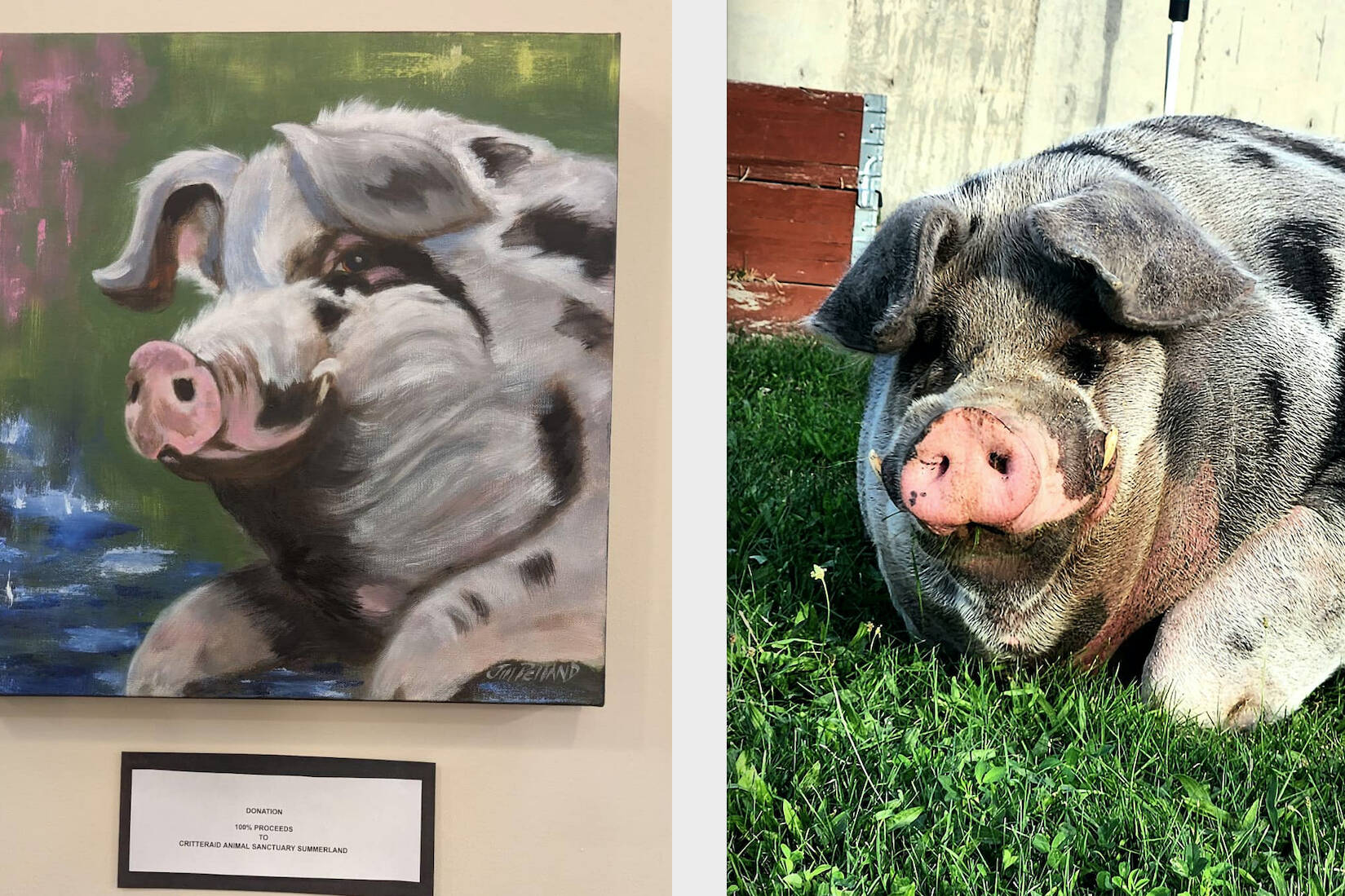 Well loved Critteraid animal sanctuary resident, Mr. Banks, the 1,100 pound pig celebrates his birthday while a portrait of him now hangs in the Summerland Credit Union. (Critteraid photos)