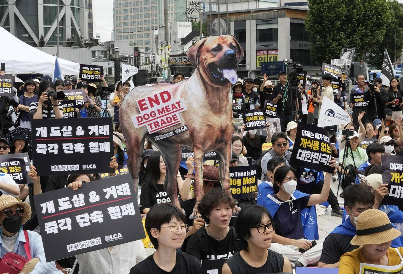 FILE - Animal rights activists stage a rally opposing South Korea’s traditional culture of eating dog meat in Seoul, South Korea on July 8, 2023. South Korea’s parliament on Tuesday, Jan. 9, 2024 has endorsed landmark legislation outlawing dog meat consumption, a centuries-old practice. (AP Photo/Ahn Young-joon, File)