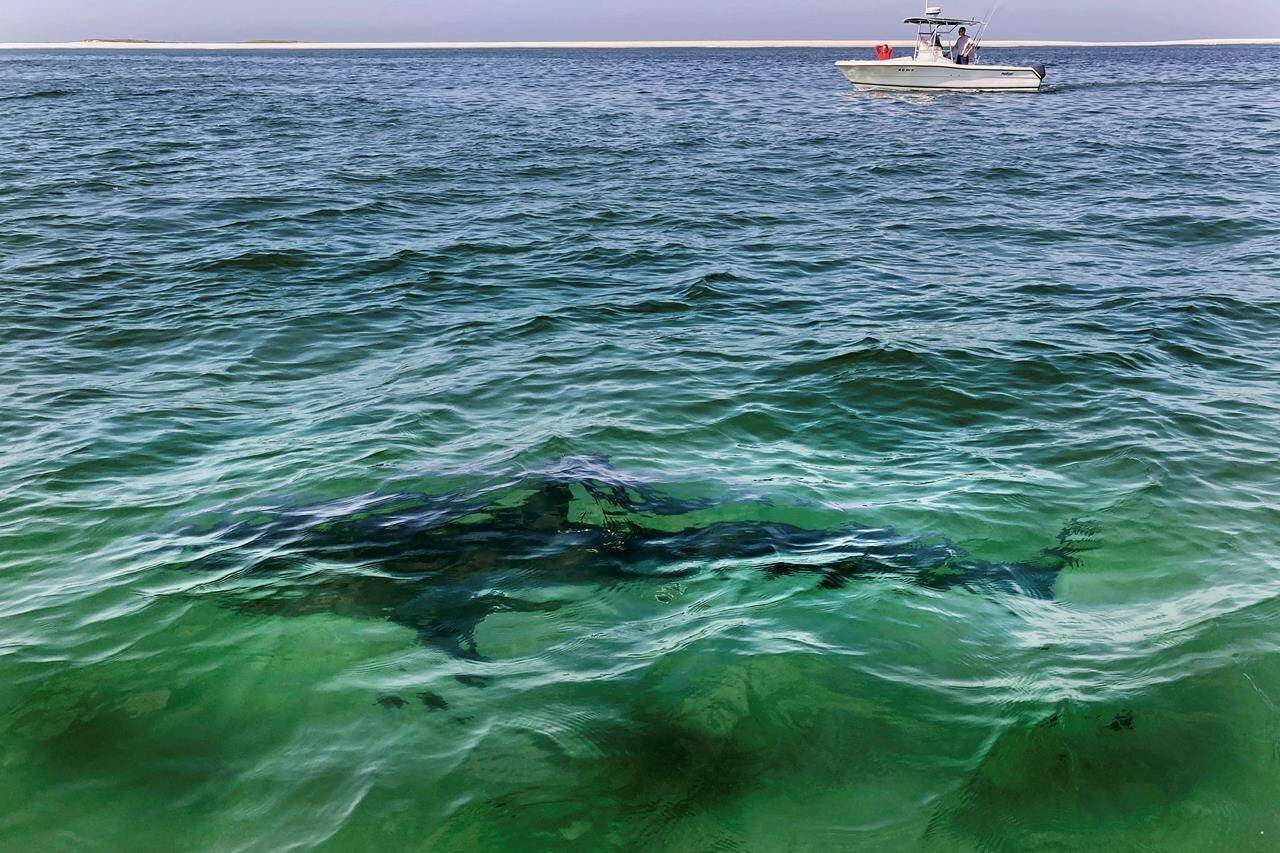 Shark deaths due to fishing have increased in recent years despite an international effort to reduce the harvesting of their fins, according to a new study that included contributions from Canadian researchers. A white shark swims across a sandbar, off the Massachusetts’s coast of Cape Cod, on Friday, Aug. 13, 2021. THE CANADIAN PRESS/AP-Phil Marcelo