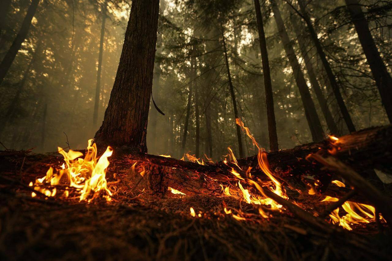 A scientist with the Canadian Forest Service says Canada should be on “high alert” for the 2024 wildfire season. A hot spot from the Lower East Adams Lake wildfire burns in Scotch Creek, B.C., on Sunday, August 20, 2023. THE CANADIAN PRESS/Darryl Dyck