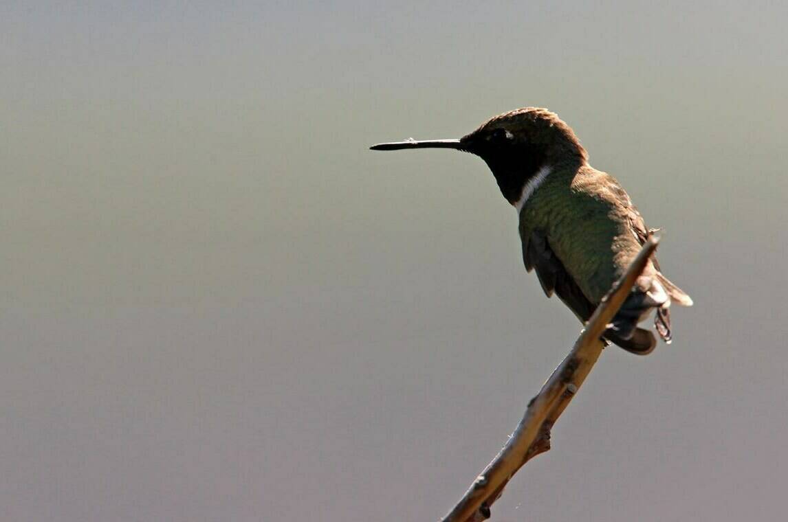 FILE – A hummingbird sits on a tree branch near Oliver, B.C., on Monday June 14, 2010. THE CANADIAN PRESS/Darryl Dyck