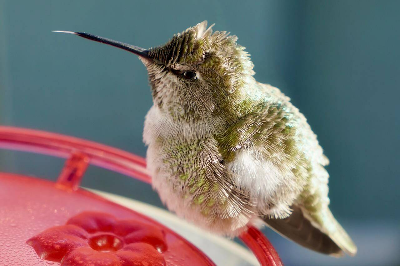 A female Anna’s hummingbird rests on a feeder in Vancouver on Friday, Jan. 12, 2024, amid a cold snap in southern British Columbia. A wildlife rescue group says dozens of hummingbirds have been turned in suffering cold weather injuries in recent days. THE CANADIAN PRESS/Ian Young