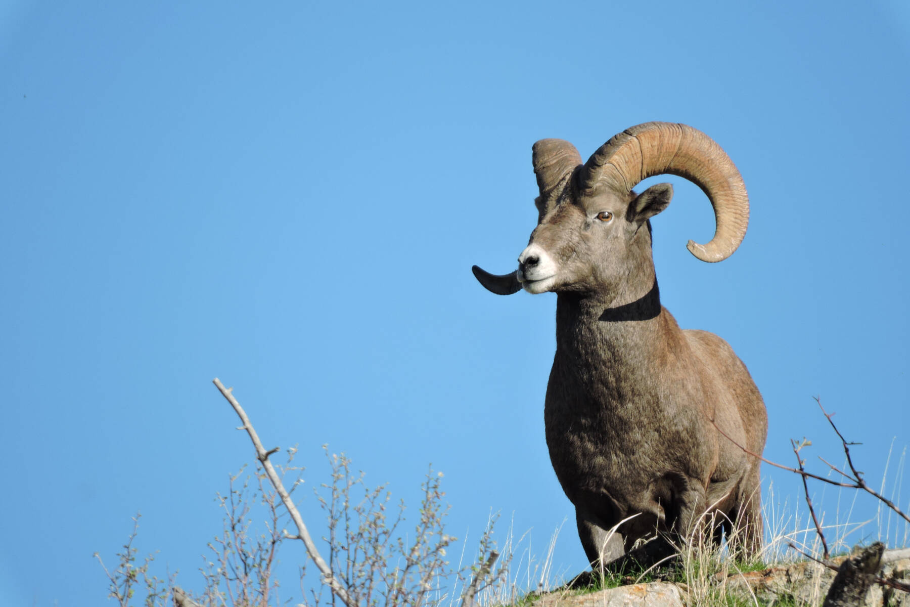 Bighorn Sheep are blue-listed as an at risk species. (Submitted photo)