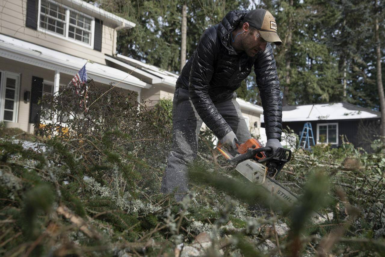 Justin Brooks works on clearing trees that fell around his home on Tuesday, Jan. 16, 2024, in Lake Oswego, Ore. (AP Photo/Jenny Kane)