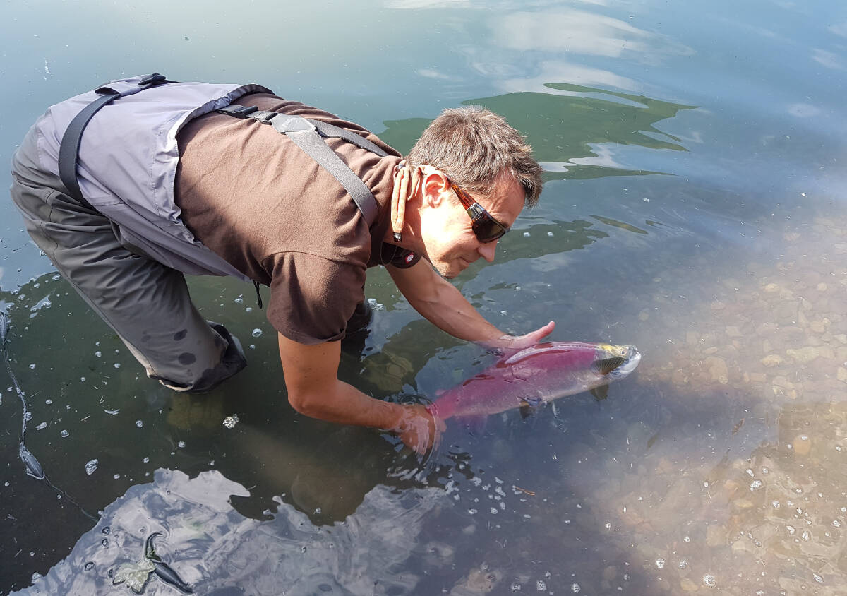 SFU postdoctoral fellow Michael Price with a sockeye salmon during his research on the Skeena watershed. (Walter Joseph/Contributed)
