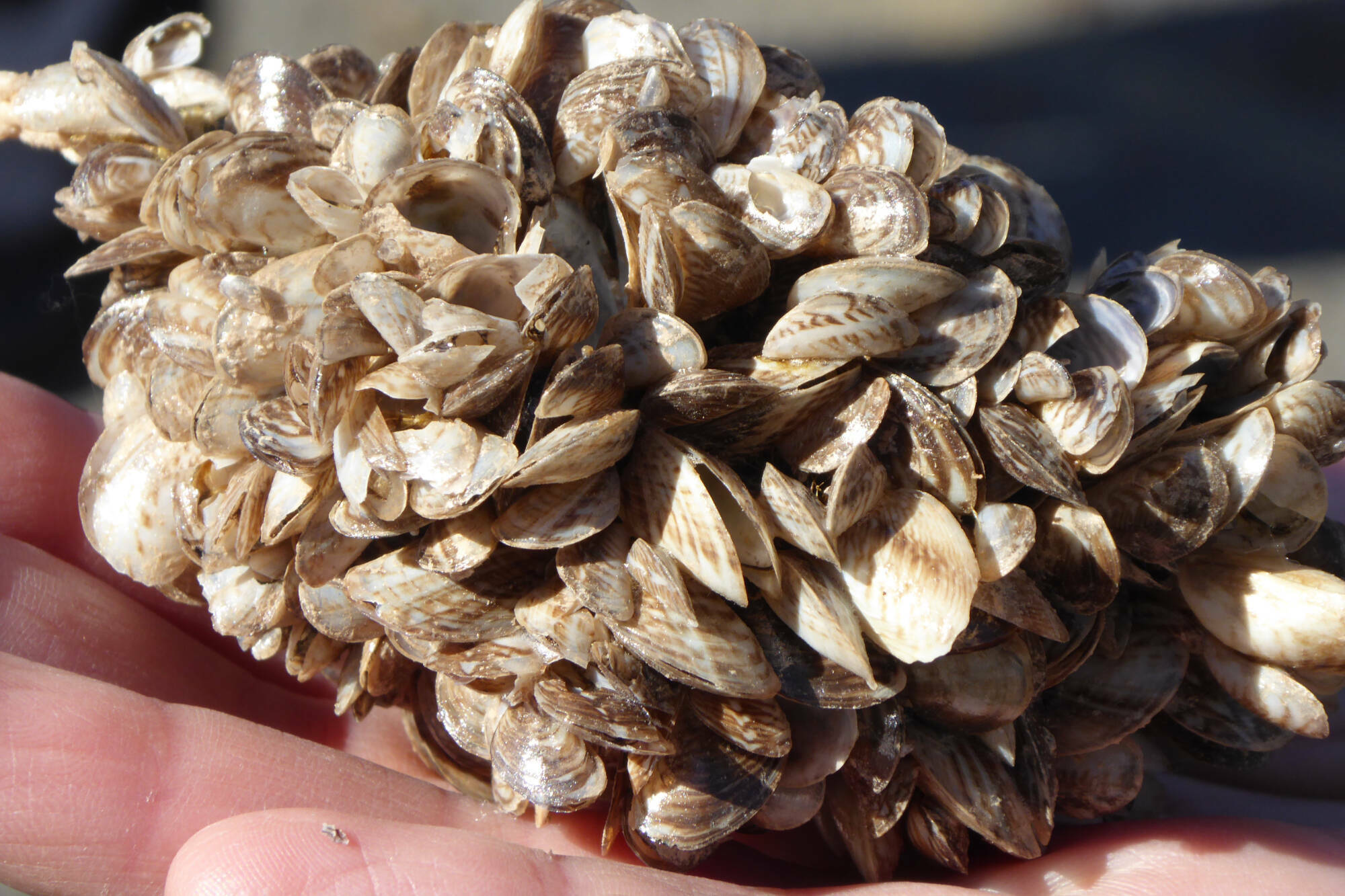 The discovery of invasive zebra and quagga mussels in Okanagan waterways continues to be a concern for the Okanagan Basin Water Board. (File photo)