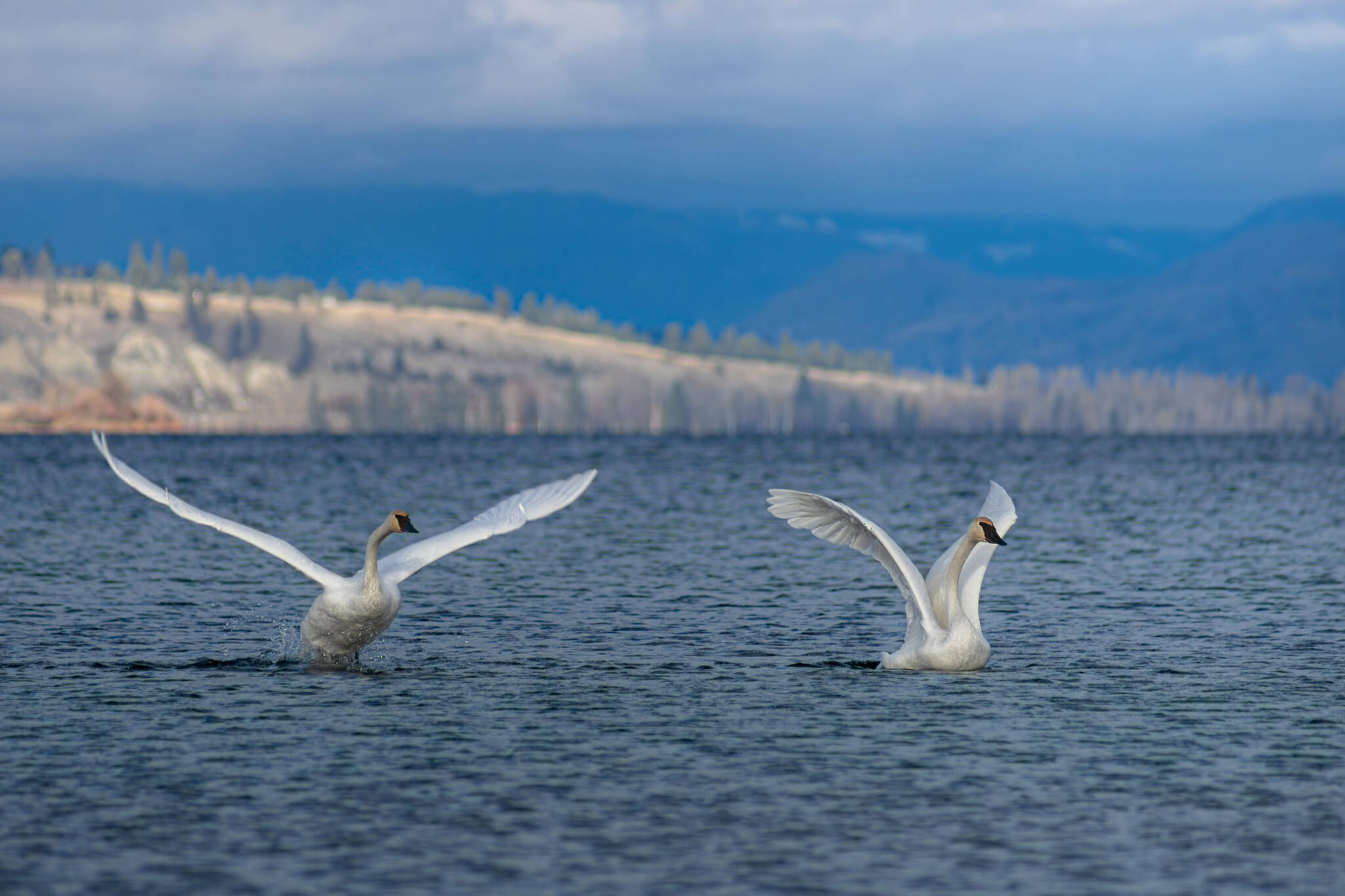 Penticton photographer grabbed this picture of the swans that winter on Okanagan Lake along the edges of Highway 97. (Steve Heer photo)