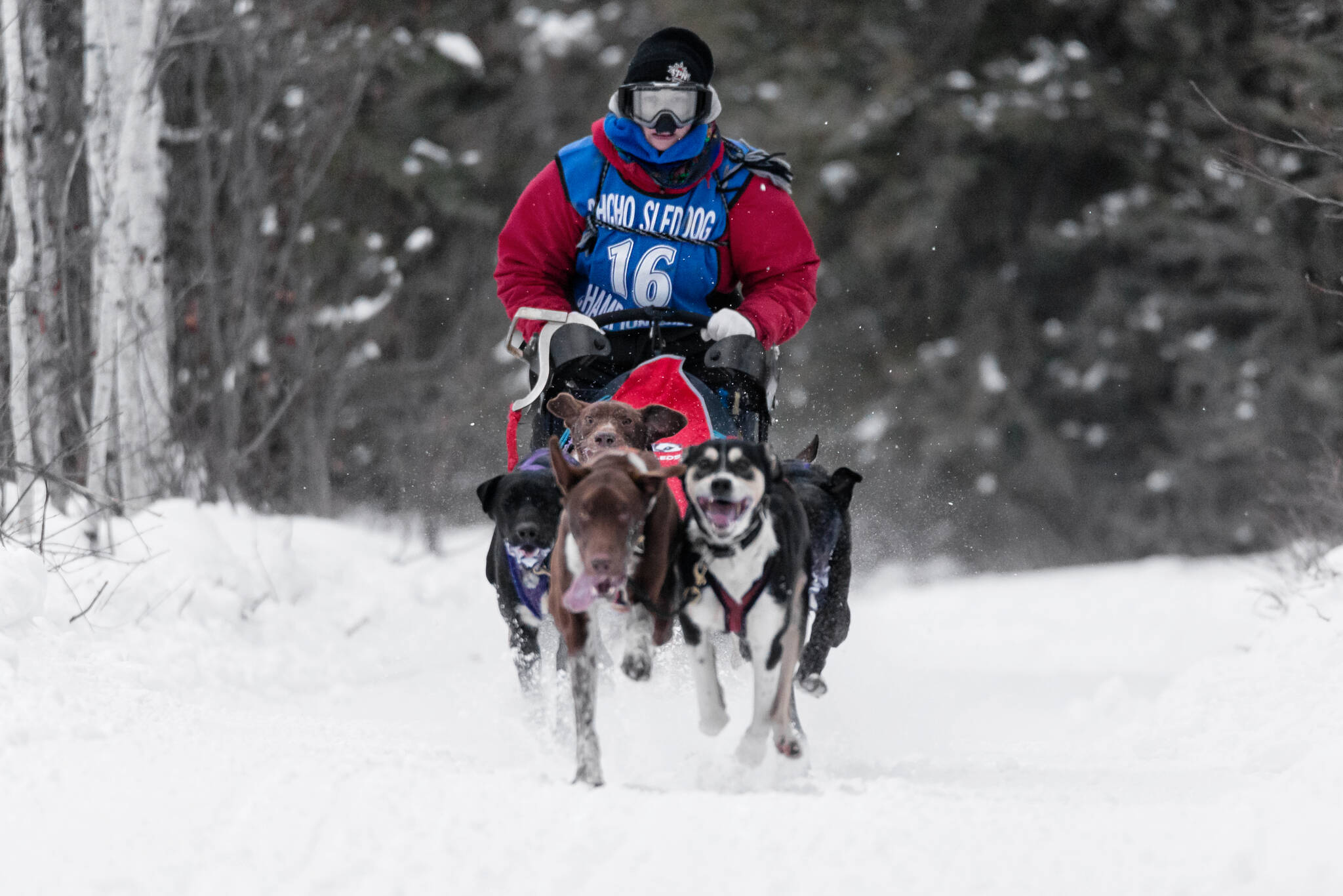 Alexis Campbell of Yellowknife drives a sled at the 2023 Deh Gah Sprint Sled Dog Races. Campbell placed second in the six-dog class at the Fort Providence race. (Photo courtesy of Thorsten Gohl)