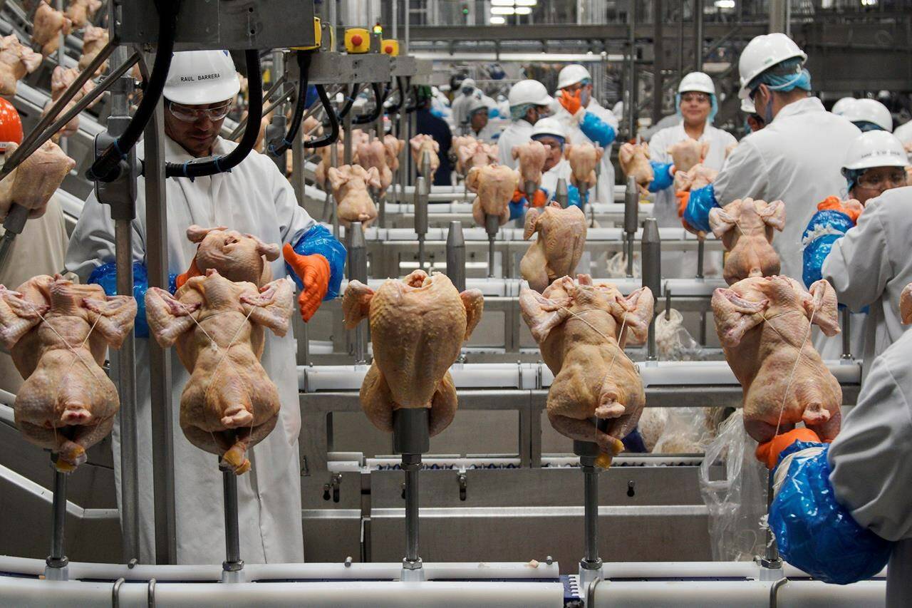 Restaurants Canada is urging the British Columbia government to intervene in a proposed increase to the farm-level price of chicken in the province. Workers process chickens in Fremont, Neb.in a Dec.12, 2019 file photo. THE CANADIAN PRESS/AP/Nati Harnik