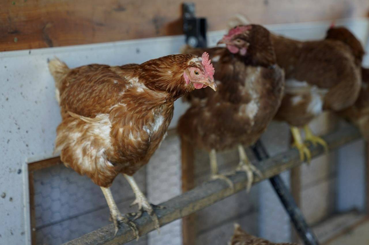 Chickens roost in their coop in Glenviw, Ill. in a Tuesday, Jan. 10, 2023 file photo. Restaurants Canada is urging the British Columbia government to intervene in a proposed increase to the farm-level price of chicken in the province. THE CANADIAN PRESS/AP/Erin Hooley