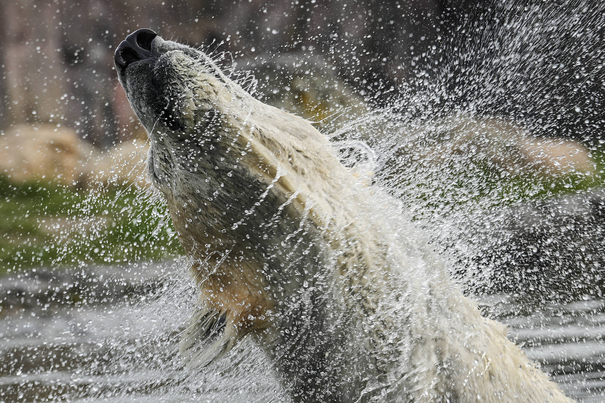 A polar bear takes a bath on a sunny spring day at the modern zoological garden ZOOM in Gelsenkirchen, Germany Thursday, April 6, 2023. (AP Photo/Martin Meissner)