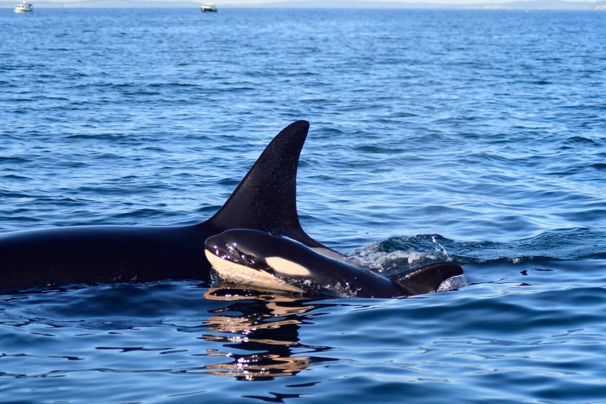 The Center for Whale Research celebrates reports and photos from Puget Sound killer whale researchers Maya and Mark Sears of a new calf with J pod on Dec. 26. (Maya Sears NMFS Permit 27052/Center for Whale Research)