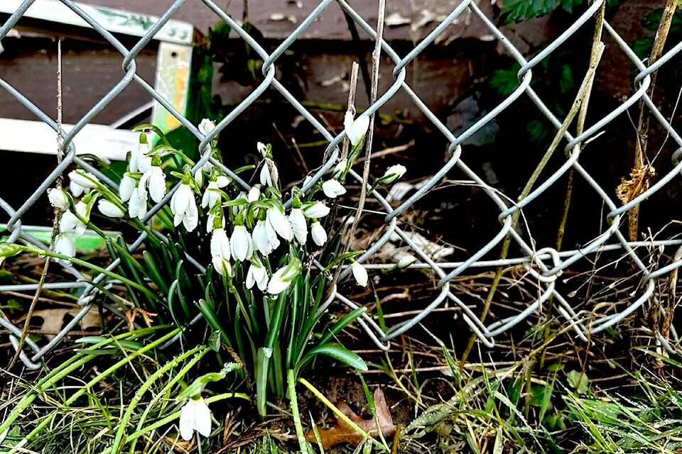 Snowdrops blooming in Chilliwack on Jan. 28, 2024. (Jennifer Feinberg/ The Chilliwack Progress)