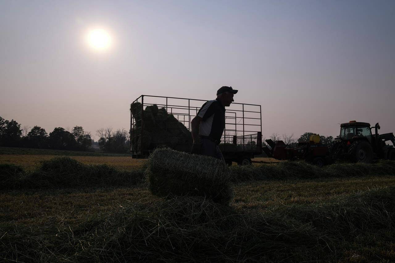 Canadian farmers could wait months to find out if they’ll owe thousands of dollars for carbon pricing this year as a bill exempting natural gas and propane used on farms awaits its fate. Farmer Randy Spoelstra carries a bale of hay as he works a field in Hamilton, Ont., Wednesday, June 7, 2023. THE CANADIAN PRESS/Chris Young