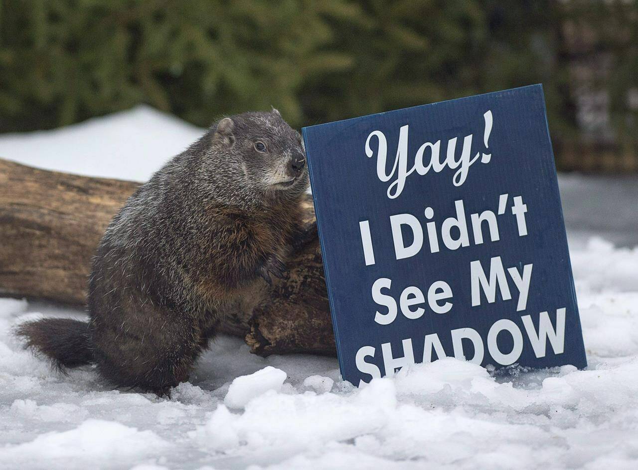 Shubenacadie Sam looks around after emerging from his burrow at the wildlife park in Shubenacadie, N.S. on Groundhog Day, Feb. 2, 2018. The beloved and occasionally controversial annual event that inspired the classic Bill Murray comedy film will see celebrity rodents make their spring predictions today. THE CANADIAN PRESS/Andrew Vaughan