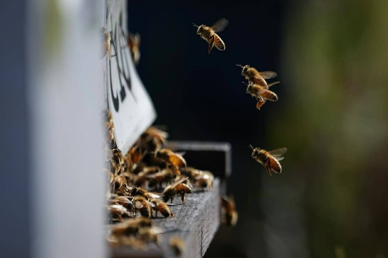 Honeybees fly in and out of a bee hive at a Simon Fraser University experimental apiary in Surrey, B.C., on Wednesday, Aug. 31, 2022. The recent wild swing in temperatures in British Columbia has raised concerns about the impact on some local animals’ health and, potentially, their survival. THE CANADIAN PRESS/Darryl Dyck