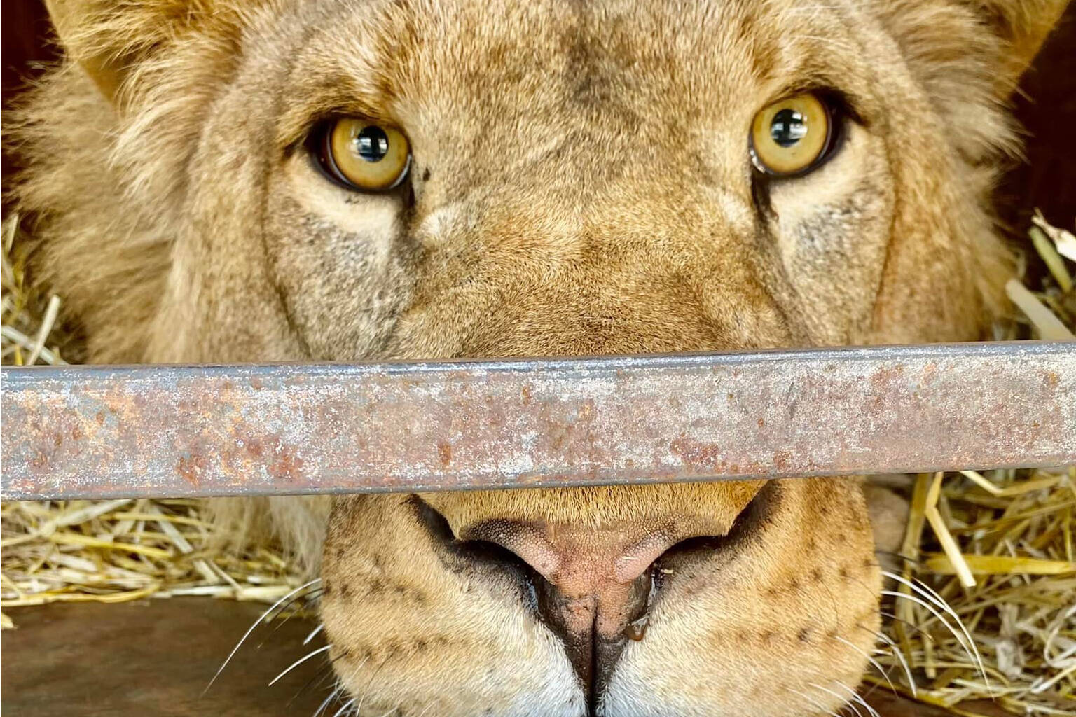 A captive African lion stares out from behind cage bars, a powerful image from Raincoast Dog Rescue Society’s daring mission led by Jesse Adams to rescue nine lions from a war-torn zoo in Ukraine.