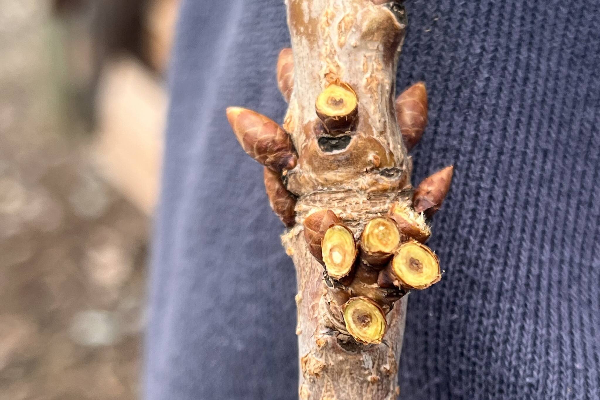 Damaged brown buds from the limb of a tree, seen during the inspection at Wloka Farms (Photo by Molly Thurston)