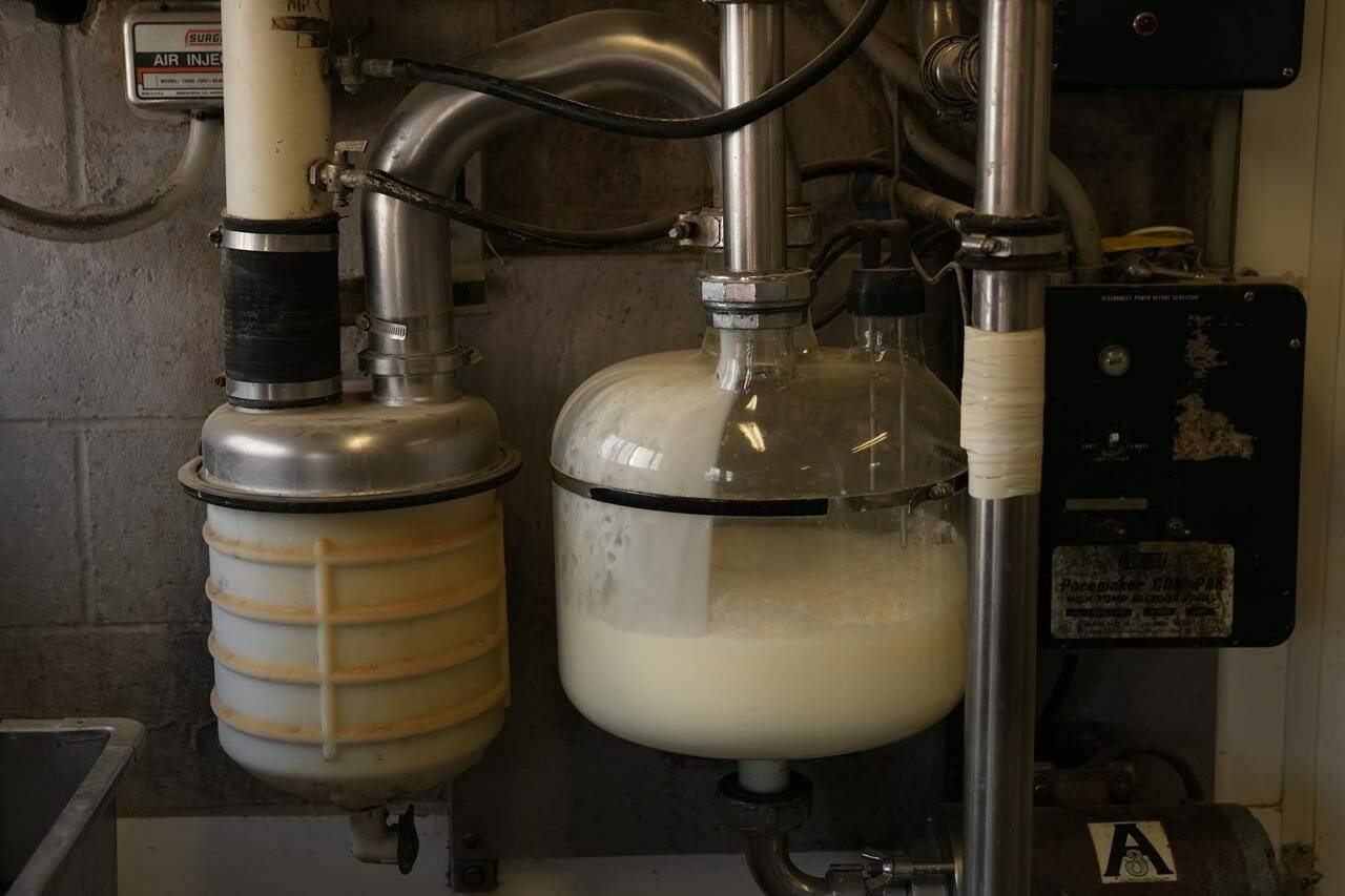 An Israeli food tech company says it now has the green light to sell its animal-free milk protein to dairy manufacturers in Canada. Milk is collected from cows on a dairy farm in Hamilton, Ont., Wednesday, June 7, 2023. THE CANADIAN PRESS/Chris Young