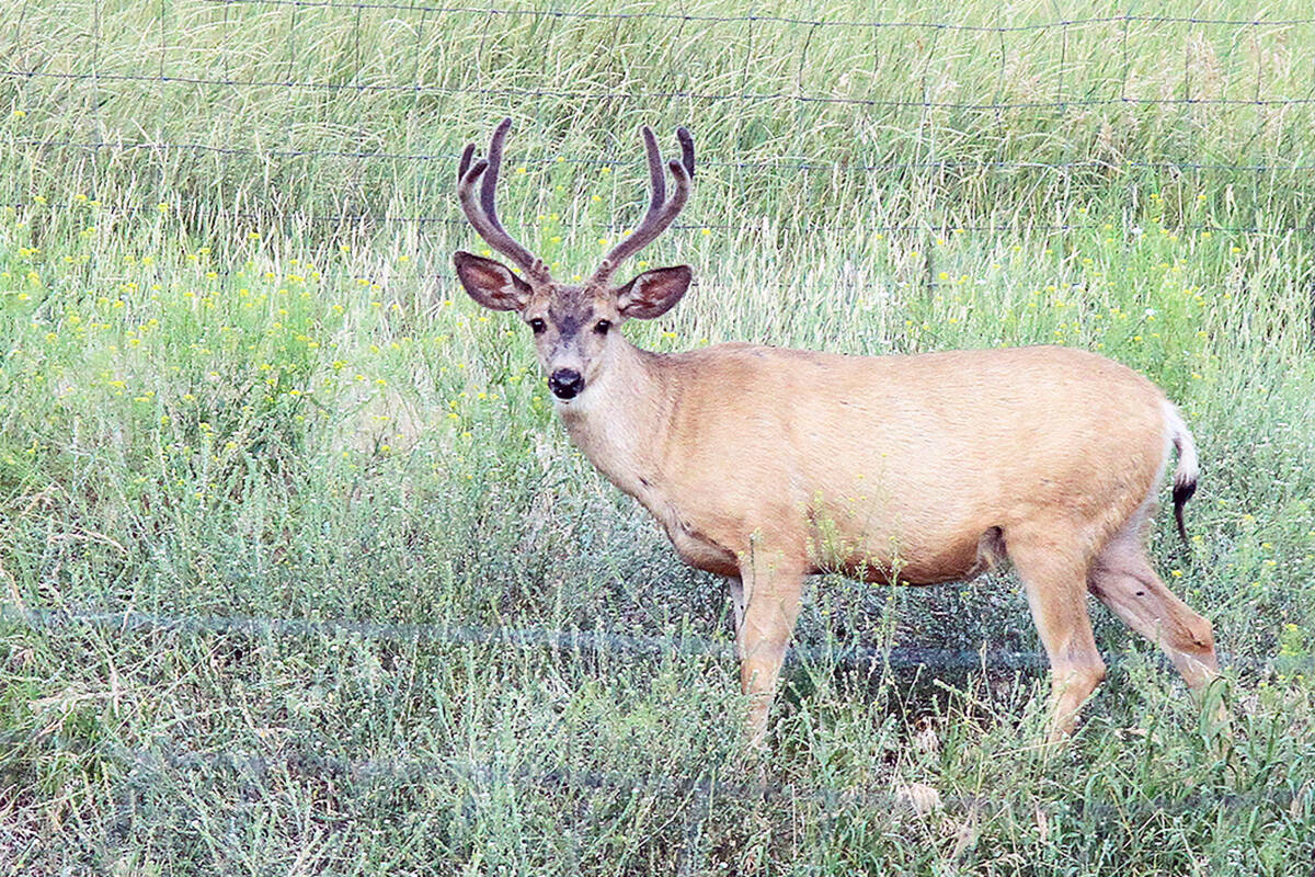 The first two cases of Chronic Wasting Disease in B.C. have been detected near Cranbrook. Photo Jill Hayward for Black Press Media