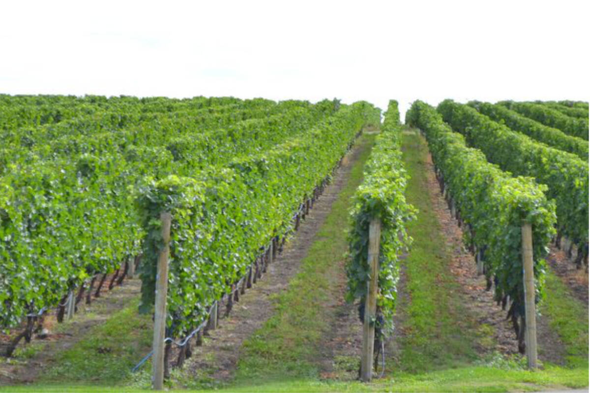 The provincial government is promising additional support for Okanagan wine growers impacted by a shortage of grapes and a trade dispute with Alberta. (Black Press Media file photo)