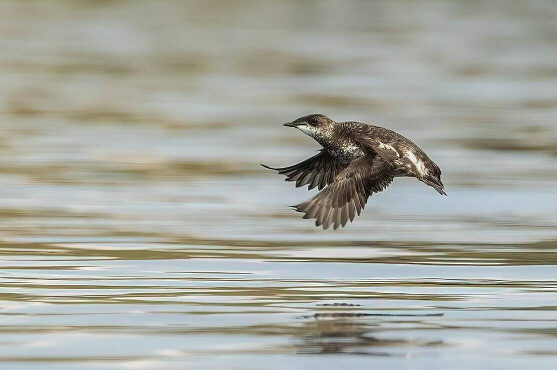 Environmental groups say a recent court decision must spur quick action from the federal government to better protect critical migratory bird habitat from old-growth logging and other destruction. A marbled murrelet is shown in mid flight over the waters near Mitlenatch Island, B.C., in this undated handout photo. THE CANADIAN PRESS/HO-Deb Freeman
