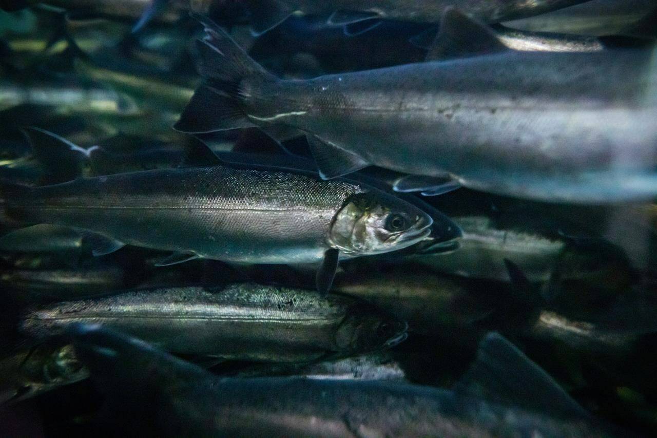 Several environmental groups have written to the federal environment minister requesting a review of a chemical linked to the “mass deaths” of coho salmon. Coho salmon swim at the Fisheries and Oceans Canada Capilano River Hatchery, in North Vancouver, B.C., Friday July 5, 2019. THE CANADIAN PRESS/Darryl Dyck