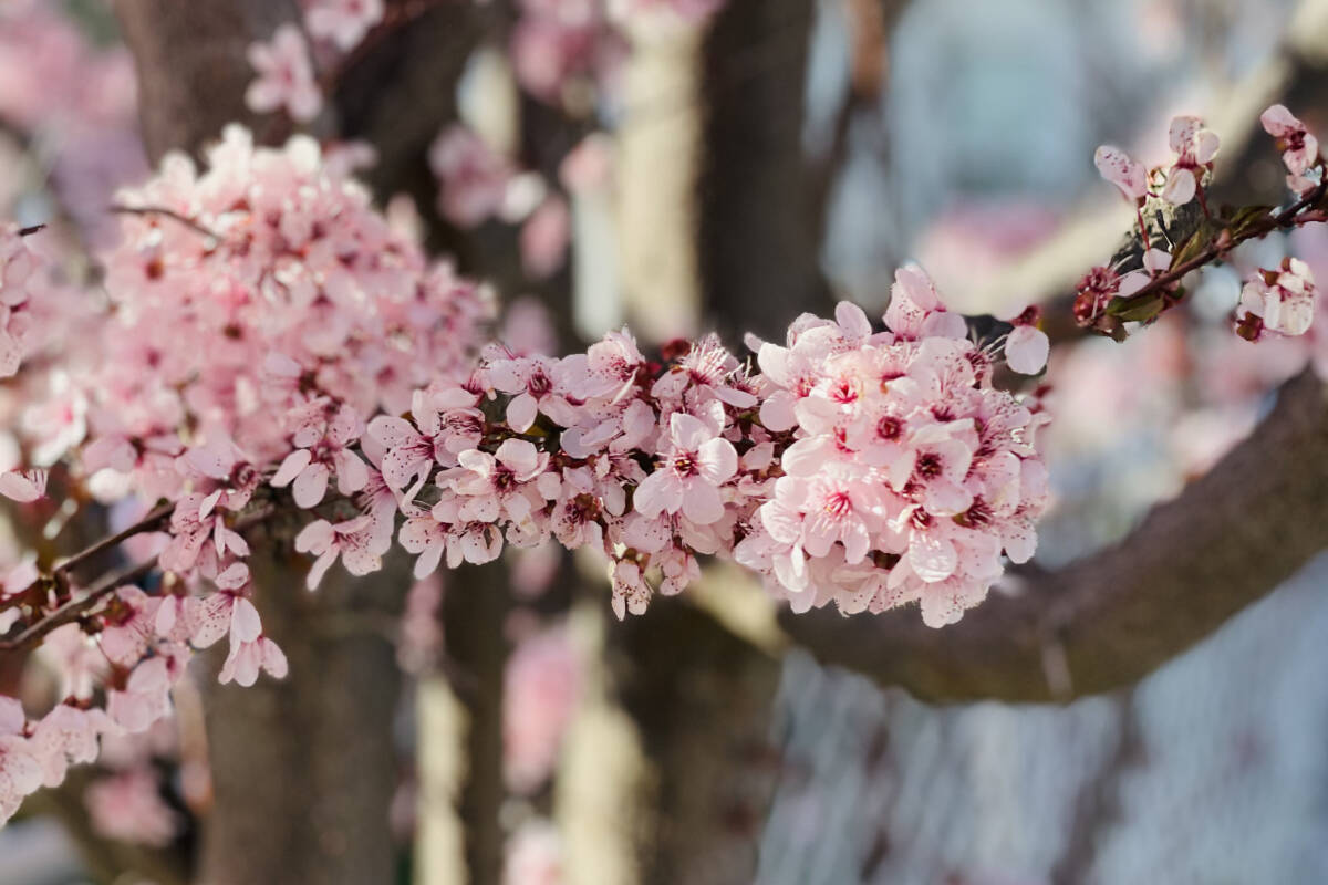 FILE – Cherry blossoms flowering in Creston (Kelsey Yates/Black Press Media)