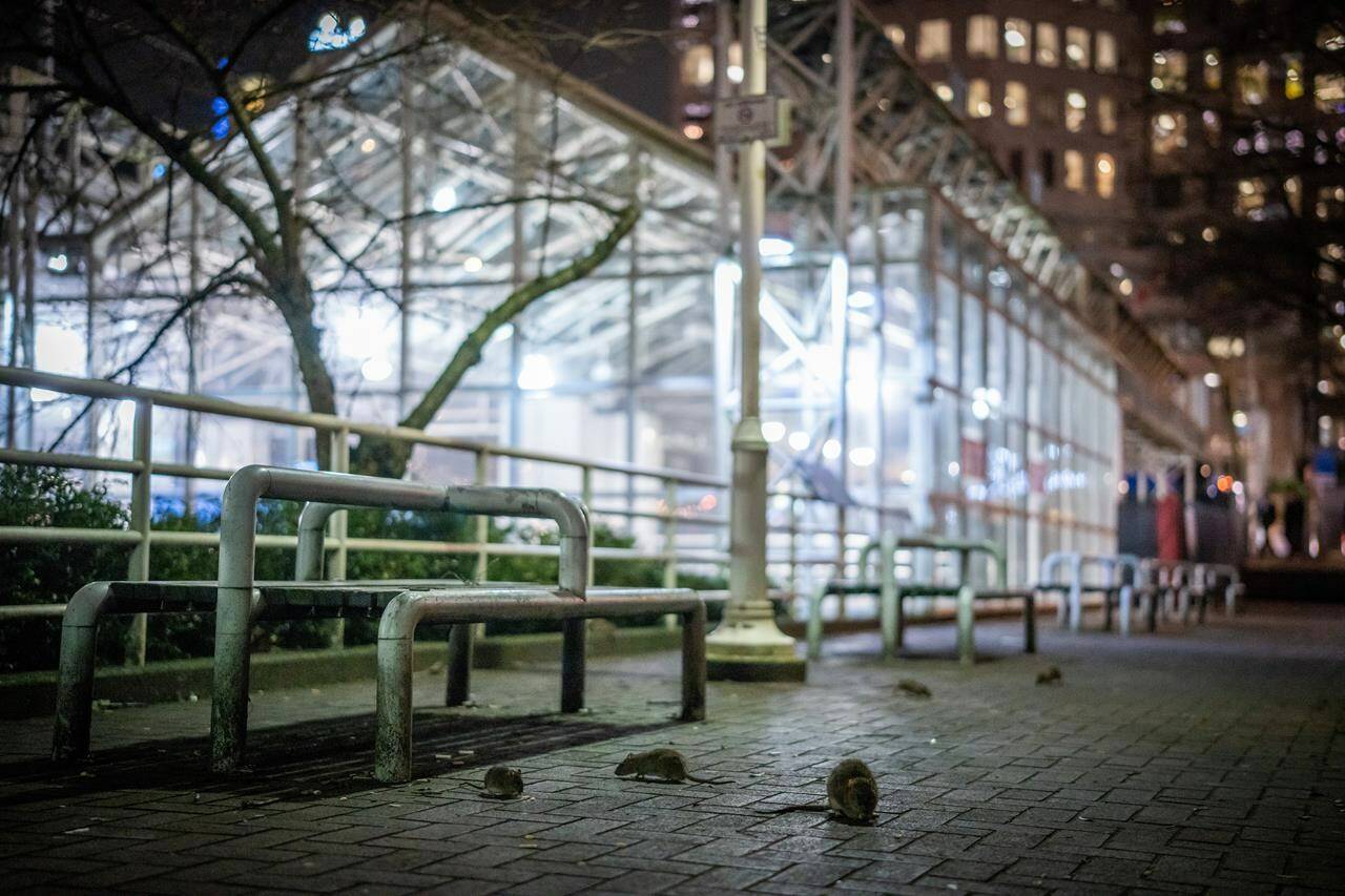 Rodents gather outside of the Burrard SkyTrain Station in Vancouver on Wednesday, Feb. 7, 2024. THE CANADIAN PRESS/Ethan Cairns