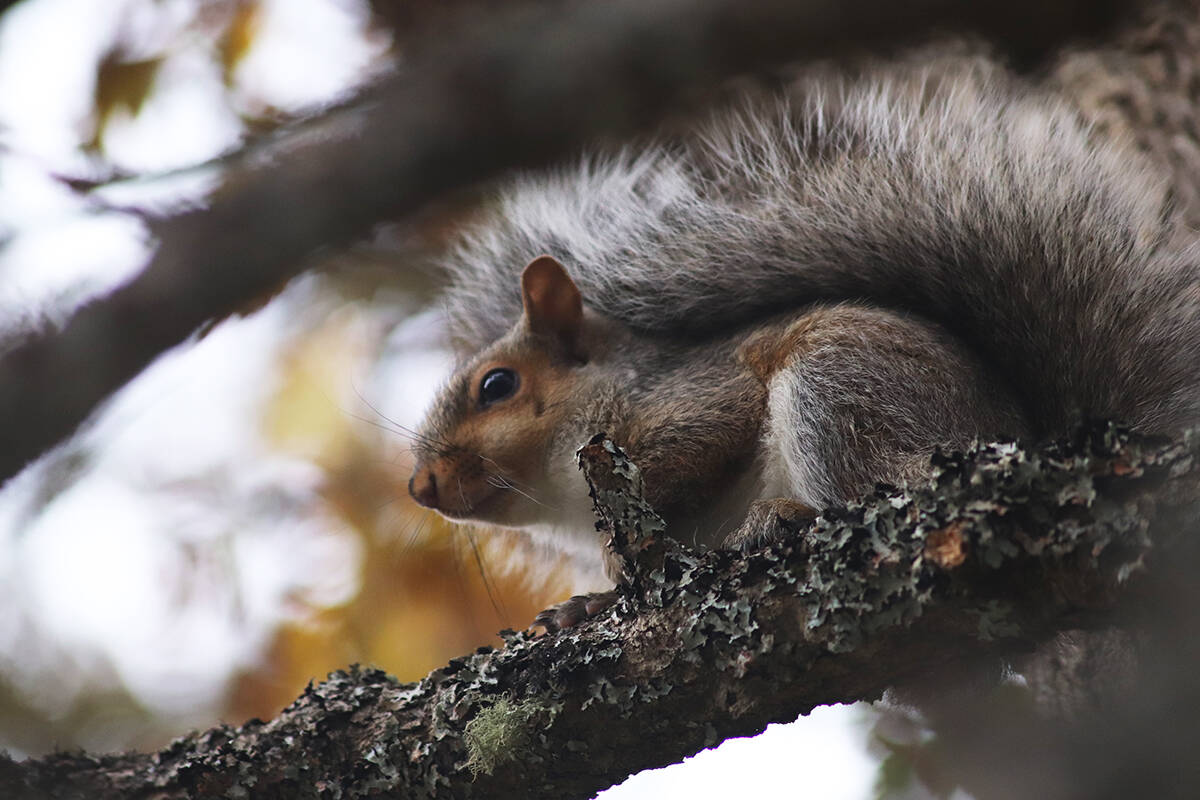 A brown squirrel rests in a gnarly tree in Cuthbert Holmes Park on a fall day in Saanich. The squirrels, raccoons and even skunks are out looking for love this month. (Black Press Media file photo)