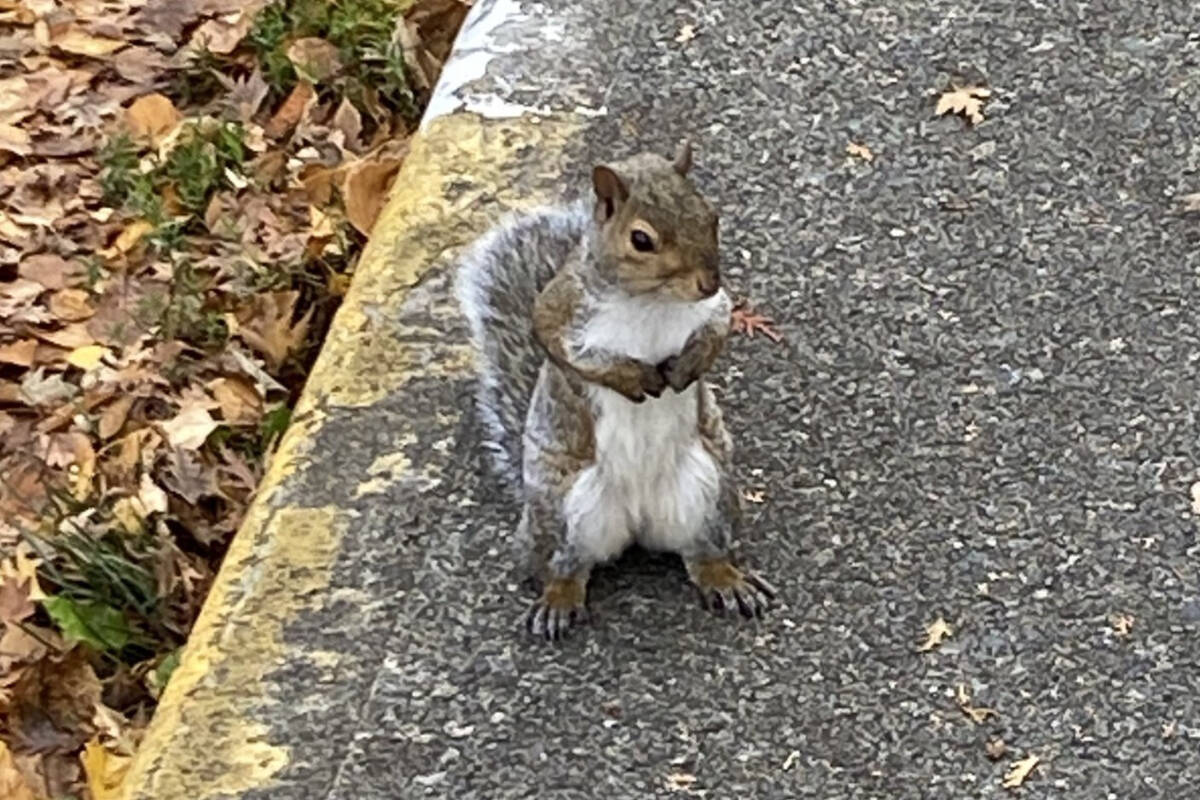 A Victoria squirrel may be out looking for love this February. (Brendan Mayer/News Staff)