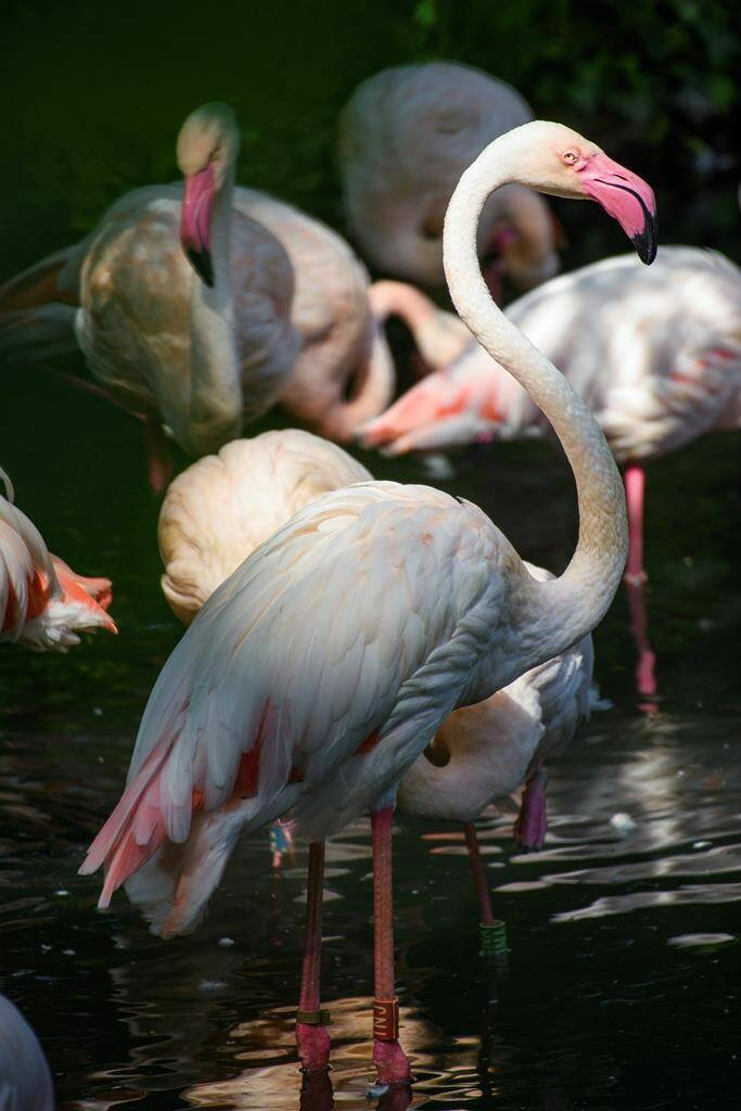 Flamingo Ingo stands in the sunlight in a small lake next to his fellow flamingos at Berlin Zoo, Aug. 23, 2018. The Berlin Zoo is mourning Ingo the Flamingo, its oldest resident, who has died at what is thought to be at least 75 and had lived there since the mid-1950s. The zoo announced Ingo’s death at an “imposing” age in social media posts on Wednesday, Feb. 8, 2024. (Gregor Fischer/dpa via AP)