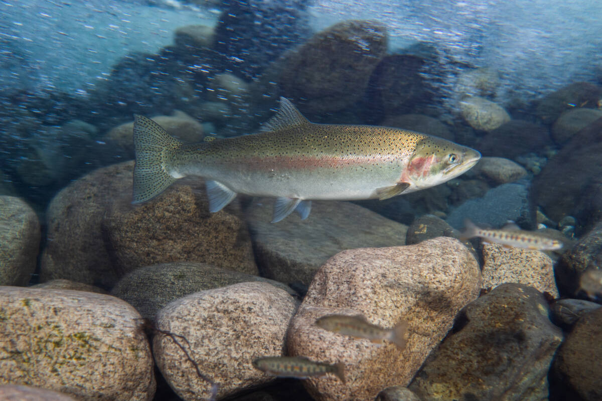 B.C. steelhead are dramatically understudied, according to the Pacific Salmon Foundation. (Photo credit: Fernando Lessa, provided by Pacific Salmon Foundation.)