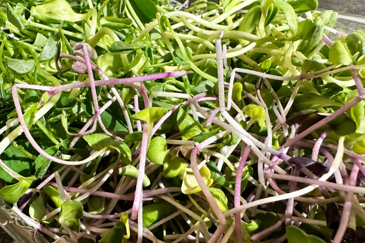 Vitamin-rich microgreens are proving a popular crop for new generations of farmers in the North Okanagan-Shuswap. (Lachlan Labere-Salmon Arm Observer)