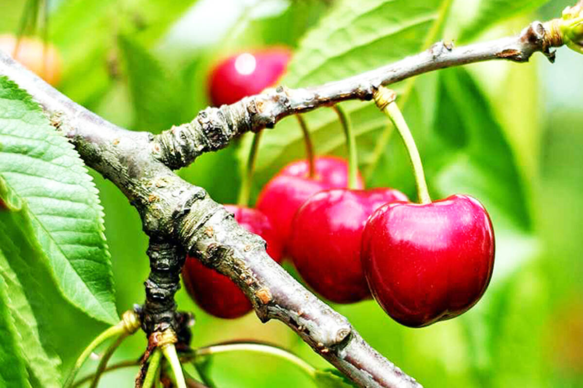 Cherry harvest impacted by 2024 cold snap. (File photo)