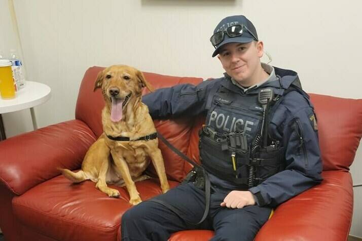 A North Vancouver RCMP officer and six-year-old golden retriever Amber are shown in this handout image. North Vancouver RCMP have arrested a suspect in relation to a stolen dog investigation. THE CANADIAN PRESS/HO-RCMP