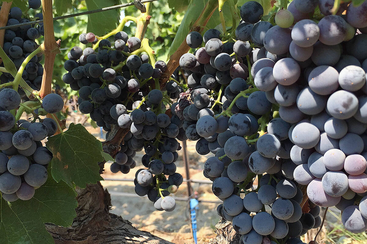 Federal government has not come to the table to help hurting wine and fruit growers who could be suffering near devastation of crops from January’s freeze. (Black Press file photo)
