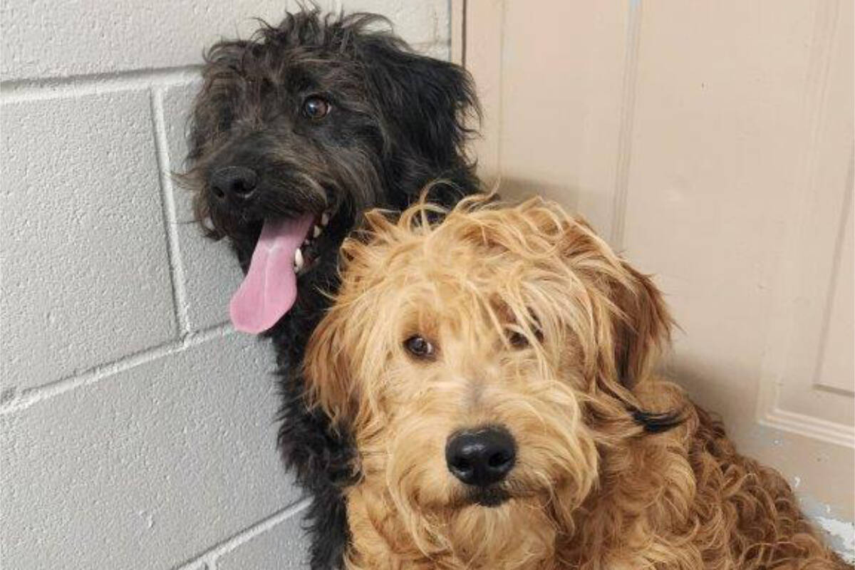 31 dogs were rescued on Thurs. Feb. 15 from a breeder in Clearwater found in unsanitary conditions with some of the dogs suffering a number of health issues which also included being fearful of humans. (Photo by: BC SPCA)