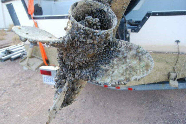 The propeller of a motorized boat encrusted with invasive mussels. Zebra and quagga mussels can thrive in tiny crevices and even inside outboard motors, meaning very thorough cleaning is required to prevent their spread. (File photo)