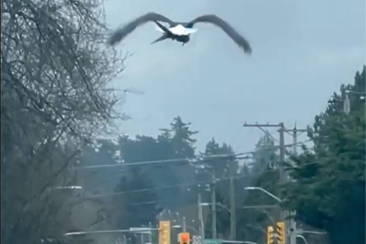 Amalea Smithson shoots footage of an eagle struggling to get airborne with a heavy load in its talons on Feb. 21 in the Interurban area of Saanich. (Screengrab)