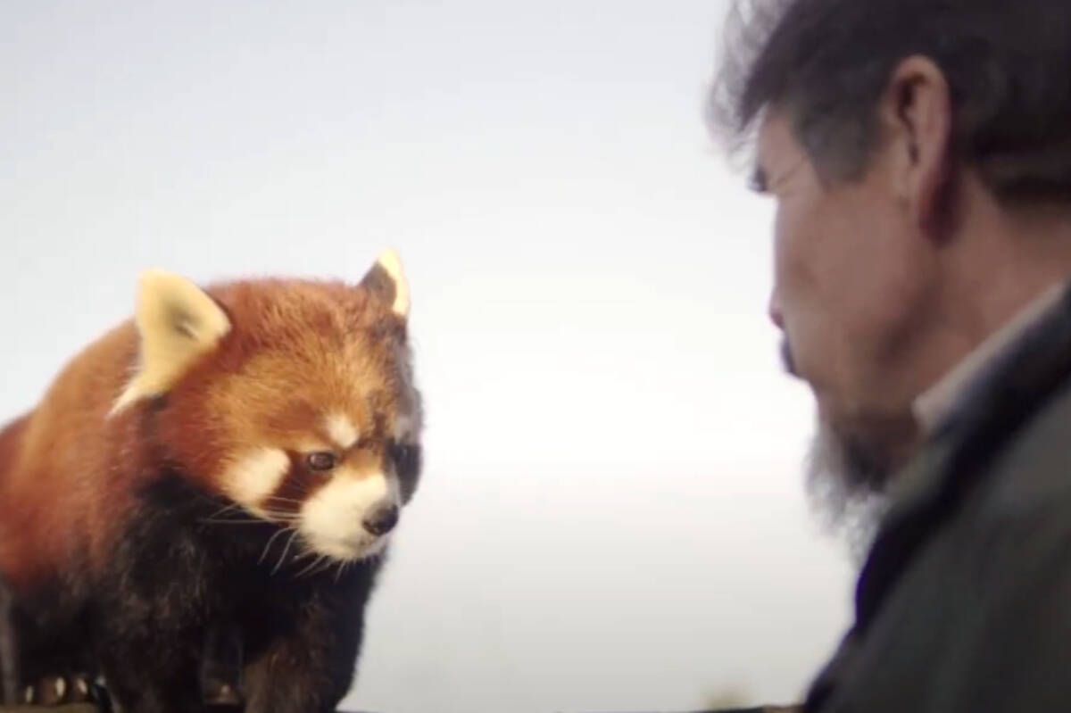 Red panda cubs Maple and Mei Mei have moved to new homes at other Canadian zoos involved in efforts to preserve this endangered species, explained animal care manager Brian Sheehan. The twins were born at the Greater Vancouver Zoo in Aldergrove in June of 2022. (Screengrab, Greater Vancouver Zoo/Special to The Star)