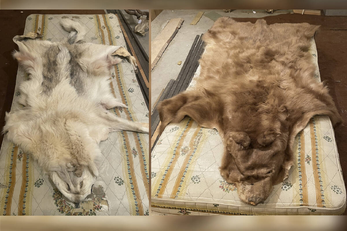 A cinnamon-coloured black bear hide and a grey-coloured wolf hide are among items stolen from a Fort St. John home on Feb. 9, 2024, RCMP say. (Fort St. John RCMP handout)
