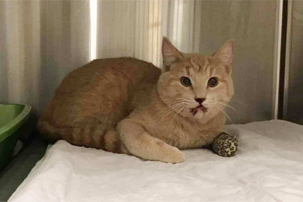 A one-year-old tabby cat is recovering from a leg amputation at a BC SPCA foster home after being found as a stray in the Lower Mainland. (BC SPCA)