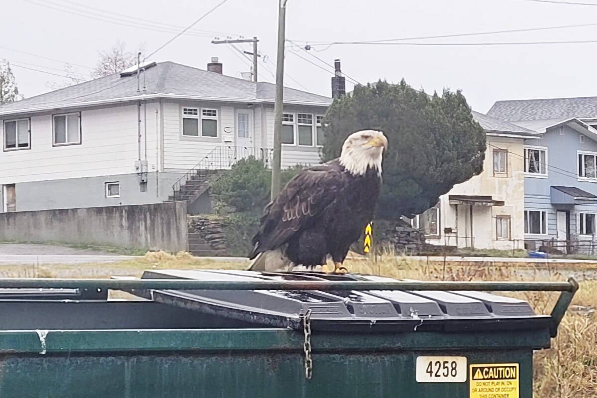 An eagle perches on a dumpster in downtown Prince Rupert. Nineteen of the regal birds died following the dumping of toxic waste at the Prince Rupert Landfill. Eagles and other wildlife are attracted to places such as dumpsters and landfills for the easy meals they provide. (Thom Barker/Black Press Media)